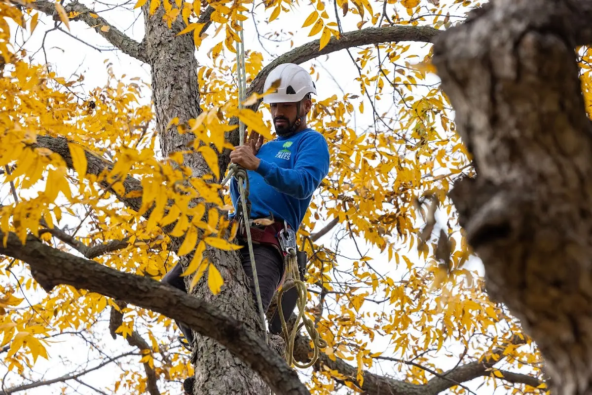 Skilled Tree Transplanting crew working in Blissfield